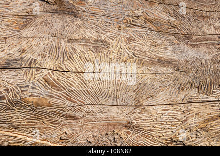 Auf Baumstamm Muster nach Schäden durch Borkenkäfer verursacht. Natürliche Holz Textur Hintergrund Stockfoto