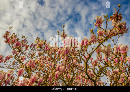 Magnolie in voller Blüte auf dem Grundstück der Kirche St. Maria und St. Blaise Stockfoto