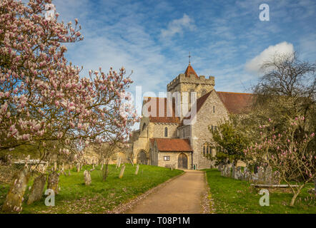 Ein blühender Magnolienbaum am Eingang der Kirche St. Maria und St. Blasius, Boxgrove in der Nähe von Chichester, West Sussex Stockfoto