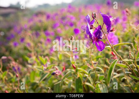 Felder der violetten Blüten mit langen antheren Tibouchina Semidecandra Stockfoto