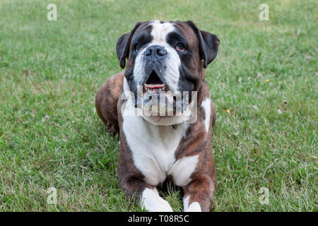 Boxer Welpen gestromt mit weißen Abzeichen liegt auf einer grünen Wiese. Heimtiere. Reinrassigen Hund. Stockfoto