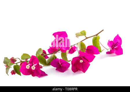 Bougainvillea Blumen auf weißem Hintergrund Stockfoto