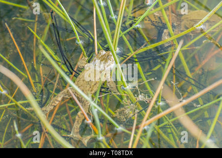 Erdkröten (Bufo bufo) laichen in einem Teich im März. Kröte spawn ist in langen Strings festgelegt. Stockfoto