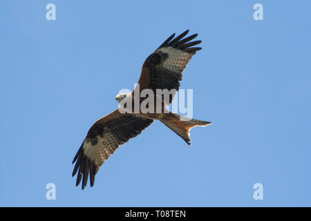 Rotmilan (Milvus milvus) im Flug gegen den blauen Himmel in Großbritannien Stockfoto