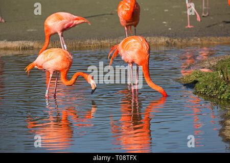Amerikanische Flamingo, Phoenicopterus ruber, Fütterung, Wildgeflügel und Feuchtgebieten Vertrauen, Slimbridge, Großbritannien Stockfoto