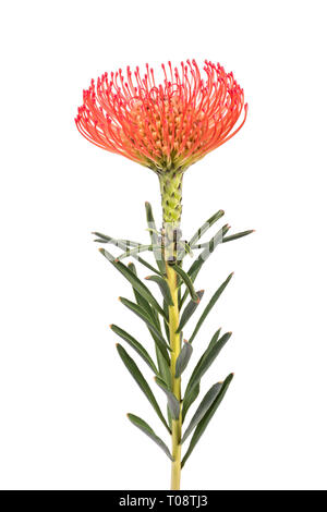 Leucospermum cordifolium auf weißem Hintergrund Stockfoto