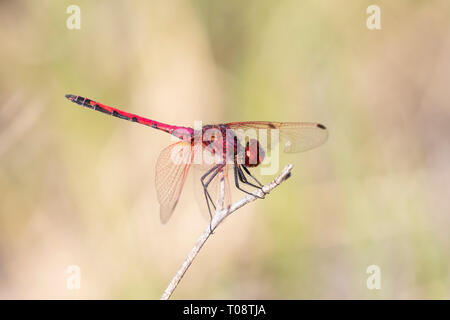 Stecker, rot geäderten Dropwing Dragonfly (Trithemis arteriosa) auf Zweig im Spätsommer gehockt, Western Cape, Südafrika Stockfoto