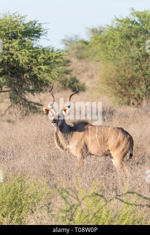 Bull, Tragelaphus strepsiceros Kudu, in der Dämmerung Kgalagadi Transfrontier Park, Northern Cape, Südafrika. Seitenansicht in trockenen Savanne Grünland mit Acac Stockfoto