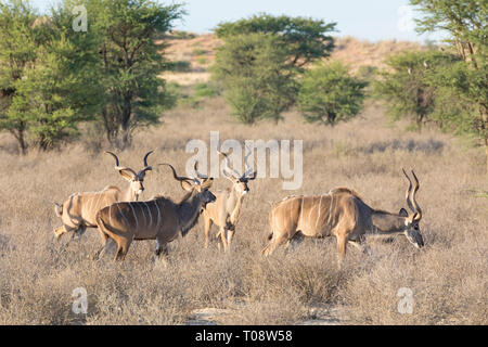 Bachelor- Gruppe der Stiere, Tragelaphus strepsiceros Kudu, Kgalagadi Transfrontier Park, Northern Cape Südafrika im Morgengrauen in Akazie Woodland Stockfoto