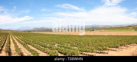 Panorama von Robertson Valley, Route 62, Breede River Valley, Western Cape, Südafrika mit Blick auf die Reben, die Stadt von Robertson und Lang Stockfoto