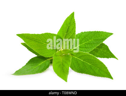 Ananas Salbei (Salvia elegans) isoliert auf weißem Stockfoto