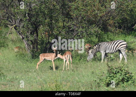 Impalas (Aepyceros melampus) und Zebras (Equus quagga) weiden. In den Krüger National Park, Südafrika fotografiert. Stockfoto