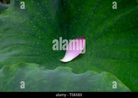 Blüte rosa die Heilige Lotusblume (Nelumbo nucifera) bei Zhu Familie Haus fotografiert, Jianshui Alte Stadt, Provinz Yunnan, China im September Stockfoto