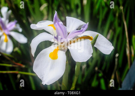 Dietes grandiflora (gemeinsame Namen sind groß Wild Iris, Märchen Iris) native Südafrika gemeinsame in den Gärten rund um die Welt. In Israel, in Fe fotografiert. Stockfoto