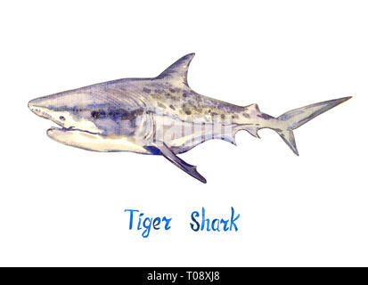 Tiger Shark, auf weißem Hintergrund Hand isoliert gemalte Aquarell Abbildung mit handschriftlichen Aufschrift Stockfoto