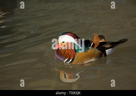 Einzelne männliche Mandarinente, Aix galericulata, Schwimmen, Wildgeflügel und Feuchtgebieten Vertrauen, Slimbridge, Großbritannien Stockfoto