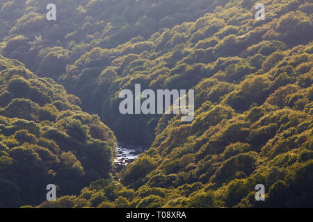 Alten Wald in der Dart Valley, von Bank Tor, in der Nähe von holne gesehen, Nationalpark Dartmoor, Devon, England, Großbritannien. Stockfoto