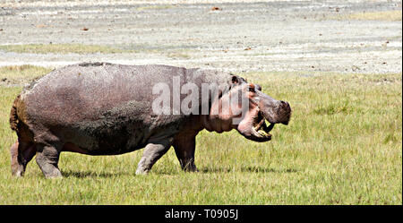 Hippo auf dem Land Stockfoto