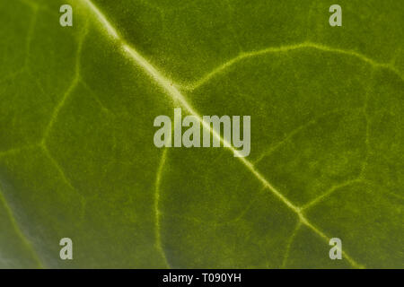 Einzelne Blätter spinat Textur Stockfoto