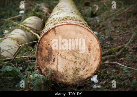 Schneiden Baum im Wald im frühen Frühling. Close up Stammbaum in der Perspektive Schnitt Stockfoto