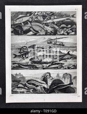 1849 Bilder Zoologische Drucken verschiedener Fischarten Stockfoto