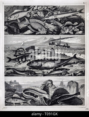 1849 Bilder Zoologische Drucken verschiedener Fischarten Stockfoto