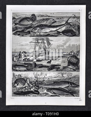 1849 Bilder Zoologische Drucken verschiedener Fischarten Stockfoto