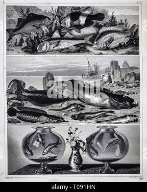 1849 Bilder Zoologische Drucken verschiedener Seefische Arten Stockfoto