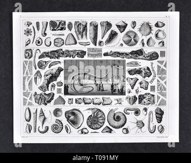 1849 Bilder Atlas Drucken - Prähistorische marine Fossilien der Jurazeit mit Plesiosaur Skelett im Museum Stockfoto