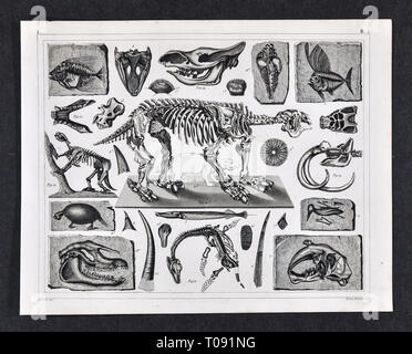 1849 Bilder Atlas Drucken - Prähistorische Fossilien und Skelette aus dem Pleistozän und Holoscene Zeitraum einschließlich der Megatherium, Glyptodon, Mammut und andere. Stockfoto