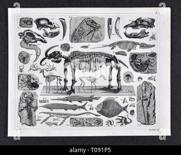 1849 Bilder Atlas Drucken - Prähistorische Fossilien aus der Erdneuzeit Pleistocene Periode einschließlich Mastodon, Saber Tooth Tiger, Spinnentiere, Fisch und andere ausgestorbene Arten Stockfoto