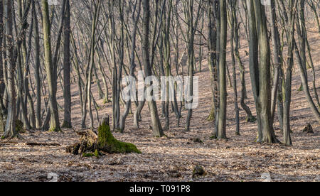 Hoia Baciu Wald - World's Most Haunted Forest mit einem Ruf für viele intensive paranormale Aktivitäten und unerklärliche Ereignisse. Im Inneren Hoia Baciu verfolgen Stockfoto