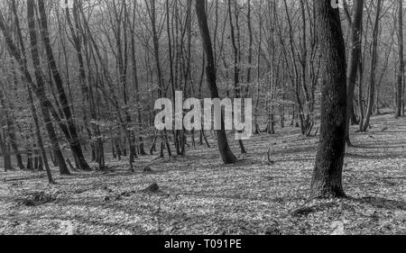 Hoia Baciu Wald - World's Most Haunted Forest mit einem Ruf für viele intensive paranormale Aktivitäten und unerklärliche Ereignisse. Im Inneren Hoia Baciu verfolgen Stockfoto