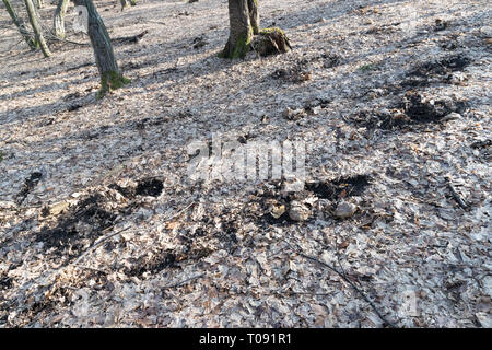 Hoia Baciu Wald - merkwürdige Spuren in der Welt am meisten frequentierten Wald gefunden mit einem Ruf für viele intensive paranormale Aktivitäten und unerklärliche Eve Stockfoto