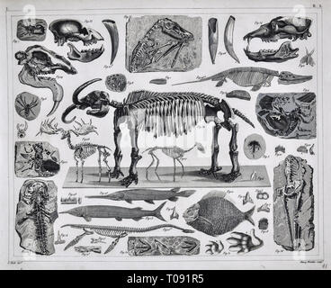 1849 Bilder Atlas Drucken - Prähistorische Fossilien aus der Erdneuzeit Pleistocene Periode einschließlich Mastodon, Saber Tooth Tiger, Spinnentiere, Fisch und andere ausgestorbene Arten Stockfoto