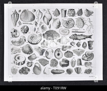 1849 Bilder Atlas Drucken - Prähistorische Fossilien aus dem Paläozoikum Zeitraum einschließlich Brachiopod Muscheln, Ammoniten, Trilobiten, Korallen und andere Meeresbewohner Stockfoto