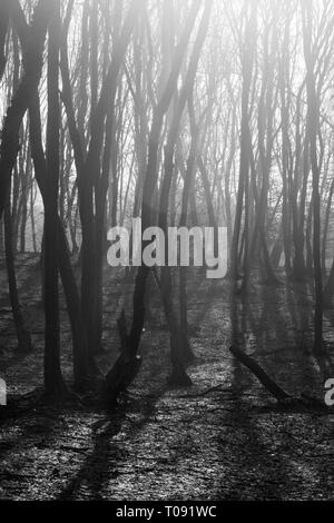 Hoia Baciu Wald - World's Most Haunted Forest mit einem Ruf für viele intensive paranormale Aktivitäten und unerklärliche Ereignisse. Im Inneren Hoia Baciu verfolgen Stockfoto