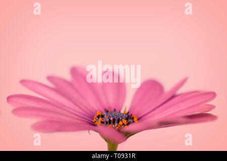 Seitenansicht eines rosa African Daisy (osteopermum), Pfirsich Hintergrund Stockfoto