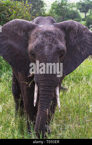 Portrait von sehr großer Elefant. Der Tarangire, Tansania Stockfoto