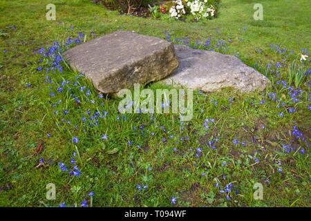 Zwei grauen Platten auf Rasen umgeben von kleinen Bluebells Stockfoto