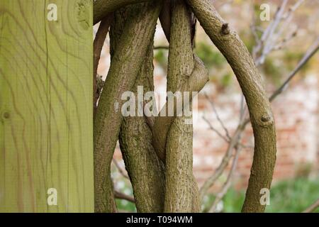 Bemoosten grünen Säule mit twisted Kletterer Zweige zu Seite Stockfoto