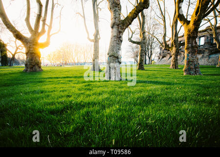 Panoramablick auf die niedrigen Weitwinkelaufnahme aus einer Reihe von alten Bäumen mit frischem grünem Gras in einem öffentlichen Park in wunderschönen goldenen Abendlicht an su beleuchtet Stockfoto
