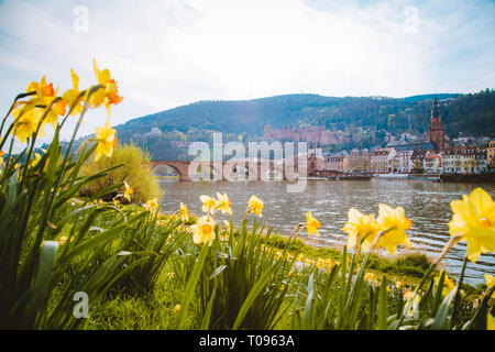 Panoramablick auf die Altstadt von Heidelberg mit blühenden Blumen im Frühling, Baden-Württemberg, Deutschland Stockfoto