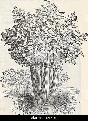 Dreer vierteljährlicher Großhandelspreisliste Stockfoto