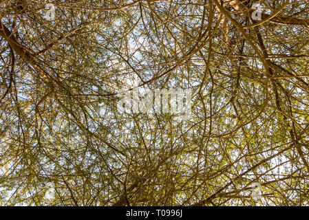 Sky durch dünne acacia Zweige und Laub gesehen, Umm Al Emarat Park, Abu Dhabi, Vereinigte Arabische Emirate Stockfoto