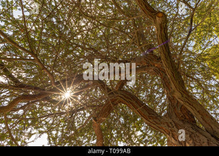 Himmel, Sonne und Sonnenstrahlen, durch acacia Branchen gesehen, Abu Dhabi, Umm Al Emarat Park, Abu Dhabi, Vereinigte Arabische Emirate Stockfoto