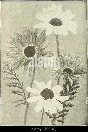 Dreer's Mitte Sommer Liste 1922 (1922) Stockfoto