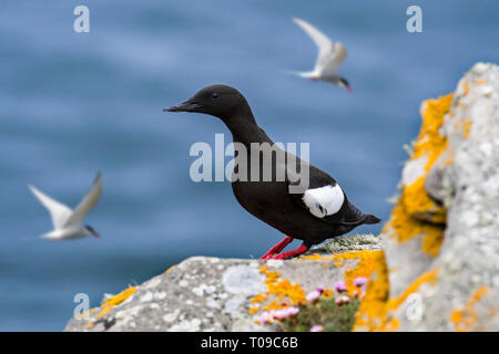 Gryllteiste/tystie (Cepphus Grylle) ruht auf Felsvorsprung in Sea Cliff und Küstenseeschwalben fliegen im Frühjahr, Shetlandinseln, Schottland, Großbritannien Stockfoto