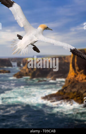 Northern Gannet (Morus bassanus) fliegen vor Klippen bei eshaness am während der herannahenden Sturm, Northmavine, Shetlandinseln, Schottland, Großbritannien Stockfoto