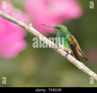 Die Verschneite-bellied Hummingbird die sauberen weißen Bauch und seine grüne Brust sind diagnostische innerhalb seiner Reichweite. Männer singen, indem sie sich von den Sitzstangen Stockfoto
